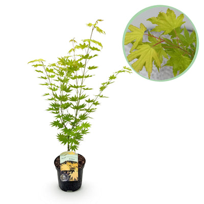 GreenboutiQ Japanischer Ahorn 'Jordan' – Gelb, 70cm, Topf 19cm