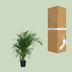 Bamboo Palm (Dypsis Lutescens) - Ø19cm - ↕100cm Bild 5