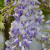 Wisteria sinensis 'Caroline' - Wisteria for your garden Bild 5