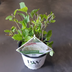 Strong Annabelle Hydrangea in 19cm Pot – White Blossom Splendor Bild 2