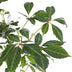 Parthenocissus henryana Keilschwanzrebe Ø15cm, ↕65cm Bild 4