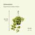 Epipremnum Golden Pothos (Scindapsus) - Set of 2, Ø15cm, ↕25cm Bild 2