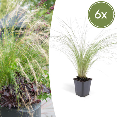 6x Stipa tenuissima 'Ponytails' - ↕10-25cm - Ø9cm