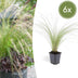 6x Stipa tenuissima 'Ponytails' - ↕10-25cm - Ø9cm Bild 1