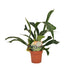 Hirschhornfarn (Platycerium) Ø12cm - 35cm Bild 1