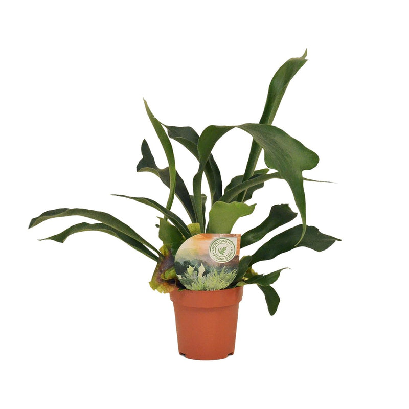 Hirschhornfarn (Platycerium) Ø12cm - 35cm