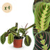 Green boutiQ - Houseplant - Maranta Fascinator Tricolour - Prayer Plant - Pet Friendly - Green - 4 Plants - Pot 12cm - Height 30-35cm Bild 1