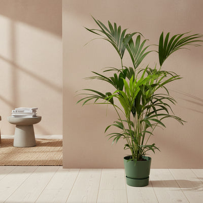 Kentia-Palme mit Elho Topf grün - 160 cm