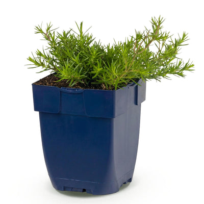 Green boutiQ - Perennials - Phlox MacDaniel's Cushion - Creeping Phlox - Groundcover - Dark Pink - 1 Plant - 11cm Pot - Height 15-25cm