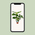 Monstera Deliciosa Fensterblatt Zimmerpflanze, 60 cm hoch Bild 5