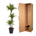 Dracaena Lemon Lime: 130 cm hohe Zimmerpflanze im ø24 cm Topf Bild 4