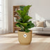 Ficus Lyrata Bambino im Topf ELHO Vibes Fold 14cm gelb Bild 3