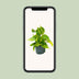 Philodendron Scandens Brasil: Easy-care Houseplant with Variegation Bild 5
