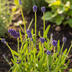 10er Spar-Bundle: 5x Lavendel angustifolia (Echter Lavendel) & 5x Zebra Gras 'Strictus' - Beet-Pflanzen Set - 40-60cm (19cm & 23cm Topf) Bild 12