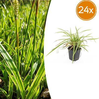 24x Carex morrowii 'Aureovariegata'  - ↕10-25cm - Ø9cm
