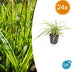 24x Carex morrowii 'Aureovariegata'  - ↕10-25cm - Ø9cm Bild 1