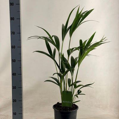 Howea Forsteriana - 90cm Palme im 19cm Topf