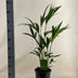 Howea Forsteriana - 90cm Palme im 19cm Topf Bild 2