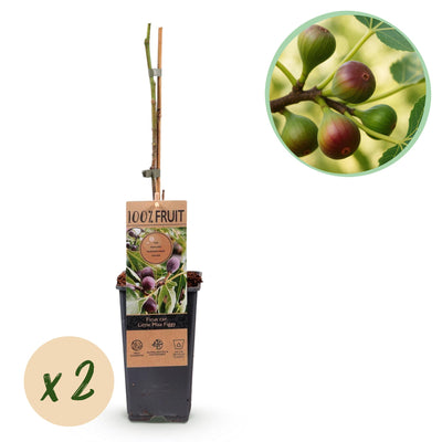 GreenboutiQ Feigenbaum Little Miss Figgy, 2 Pflanzen, 50cm Höhe