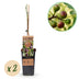GreenboutiQ Feigenbaum Little Miss Figgy, 2 Pflanzen, 50cm Höhe Bild 2