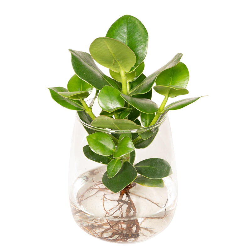 Clusia in Glass: Easy-care Hydroponic Plant for Your Home
