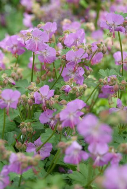 12x Geranium cantabrigiense 'Cambridge' - Bodendecker - 10-25cm