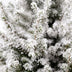 Picea glauca Conica - Zuckerhutfichte - Grün - Weiß - Weihnachtsbaum - Ø19cm - ↕65cm Bild 4