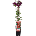 Clematis Niobe - ↨65cm - Ø15
