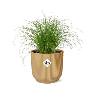 Cyperus Alternifolius Zumula Topf 14cm gelb - Eleganz für Ihr Zuhause