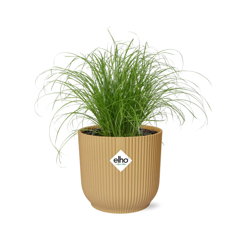 Cyperus Alternifolius Zumula Topf 14cm gelb - Eleganz für Ihr Zuhause