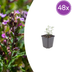 48x Germander (Teucrium lucidrys), 10-25cm, 9cm pot Bild 1