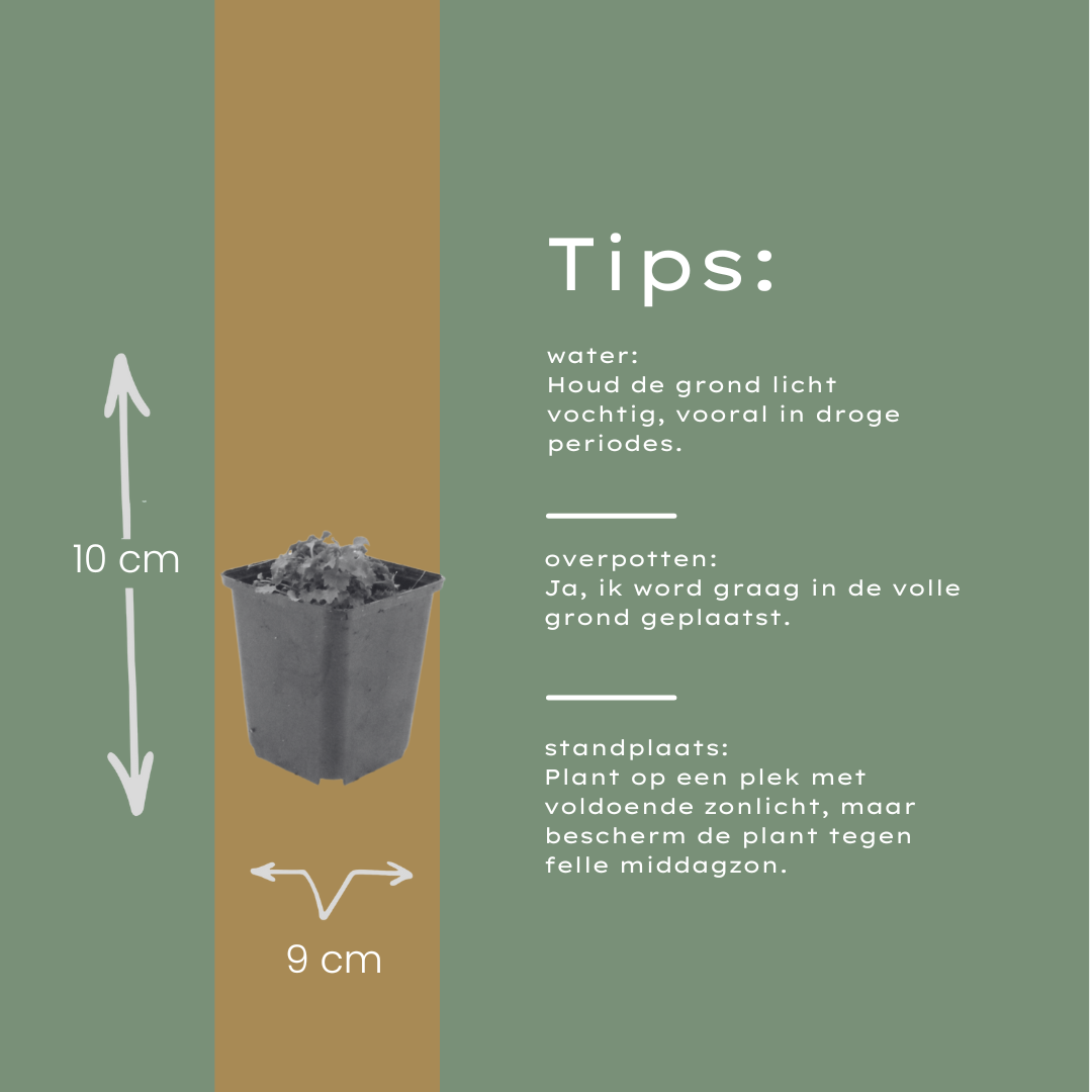 12x Campanula portenschlagiana - Dalmatiner-Glockenblume, 10-25cm