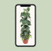 Philodendron Scandens Brasil - Hängende Pflanze, Ø24cm, 120cm hoch Bild 5