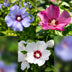 Hibiskus Sträucher Tricolour - 3 Pflanzen im 17cm Topf Bild 4