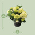 Hortensia Wit P23 - Ø23cm - ↕40cm - Atemberaubende Blüten Bild 3
