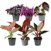 Baby Paradise Mix: 6 tropische Zimmerpflanzen, bunte Vielfalt, Ø6cm Bild 2