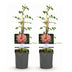 GreenboutiQ Kletterrose 'Salmon Queen' - 2 Pflanzen, hellrosa Blüten Bild 2