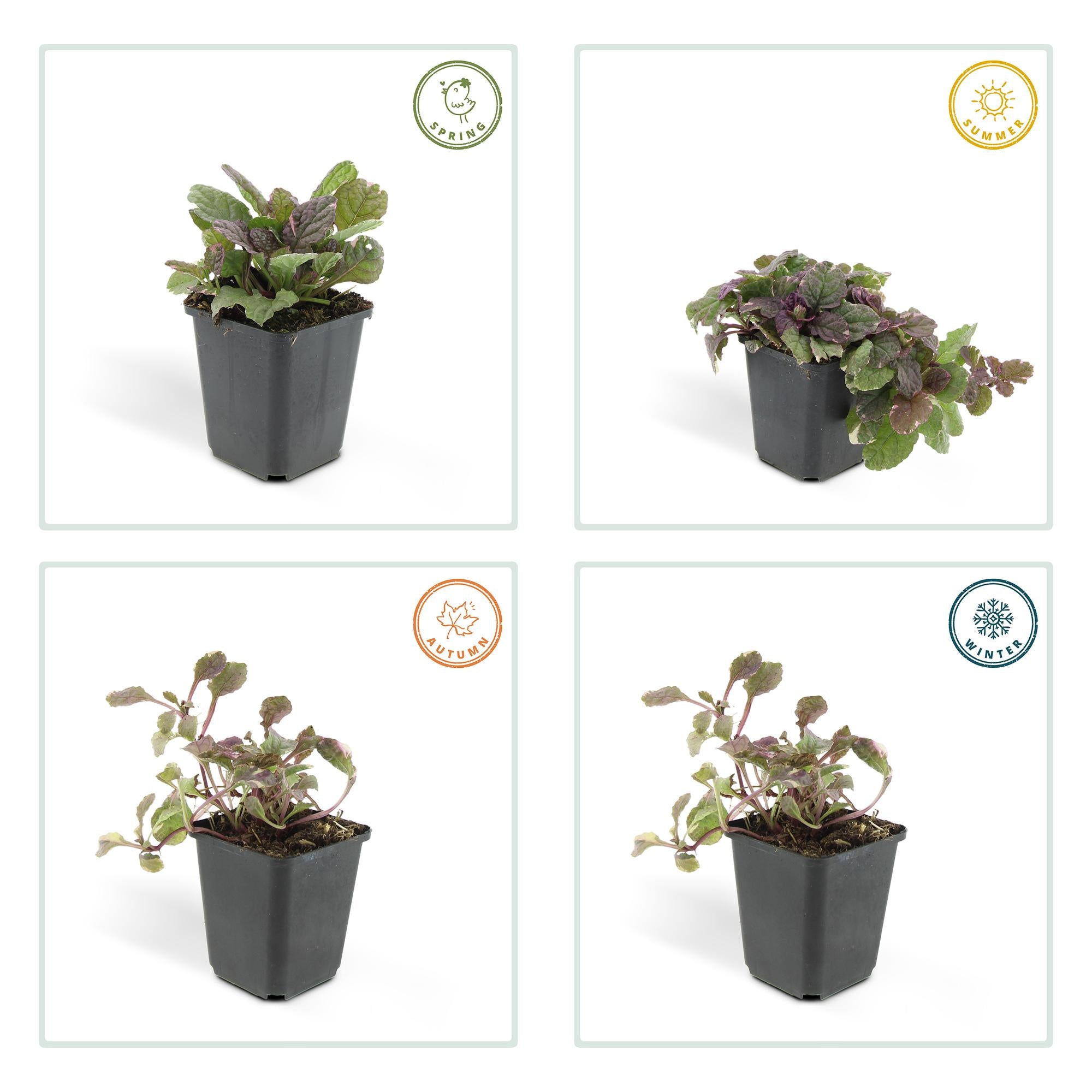 24x Ajuga reptans 'Burgundy Glow' - ↕10-25cm - Ø9cm