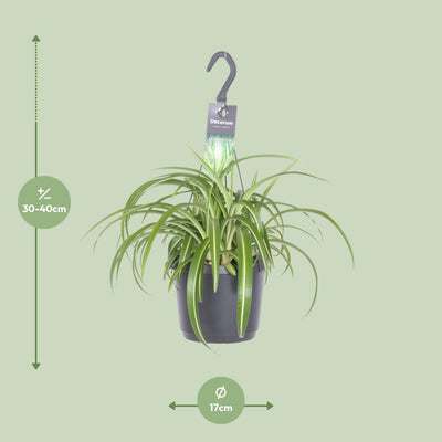 Grünlilie 'Bonnie' (Chlorophytum comosum) im Ø17cm Topf, 35cm hoch