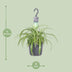 Spider Plant 'Bonnie' (Chlorophytum comosum) in a 17cm pot, 35cm tall Bild 2