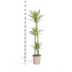 Dracaena Deremensis White Stripe Topf Ø24cm, 130-150cm hoch Bild 2