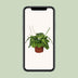 Prayer Plant Fascinator Lemon Lime - Ø12cm - ↕30cm Bild 5