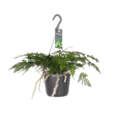 Humata Tyermannii Bärenfußfarn Ø17cm H30cm