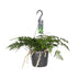 Humata Tyermannii Bärenfußfarn Ø17cm H30cm Bild 1
