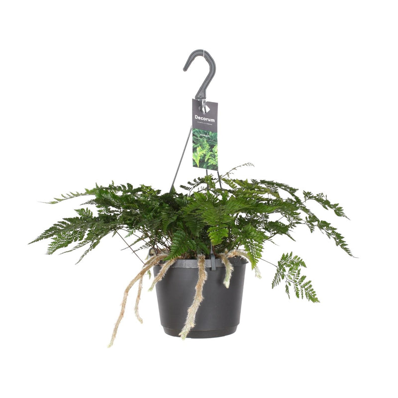 Humata Tyermannii Bärenfußfarn Ø17cm H30cm