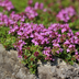 Thymus praecox 'Coccineus' groundcover, 6x, 10-25cm, Ø9cm Bild 6