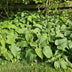 6x Phlomis russeliana Staude ↕10-25cm Ø9cm Bild 6