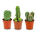 Mini Kakteen Set - 3 Stück (Ø 5.5 cm, H 5-10 cm) Bild 1