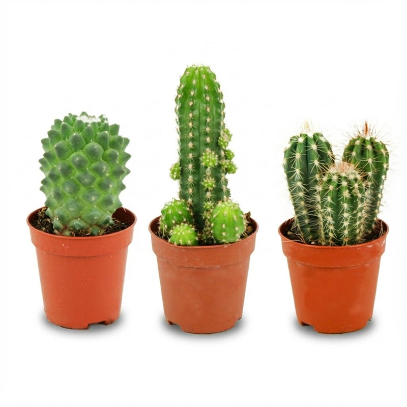 Mini Kakteen Set - 3 Stück (Ø 5.5 cm, H 5-10 cm)