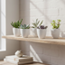 Succulent Mix Set of 5 in White Pot Bild 8